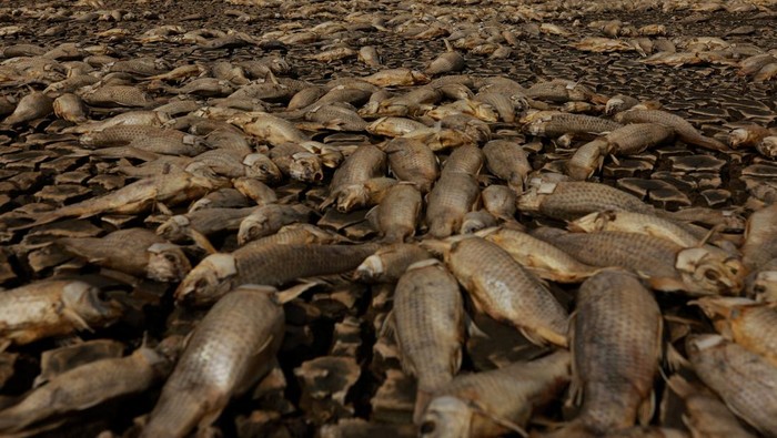 Kekeringan Parah Bikin Ribuan Ikan Mati di Laguna Meksiko Thousands of dead fish lie in the dry bed of the Bustillos Lagoon as high temperatures have caused an intense drought, in Anahuac, Chihuahua state, Mexico June 7, 2024. REUTERS/Jose Luis Gonzalez