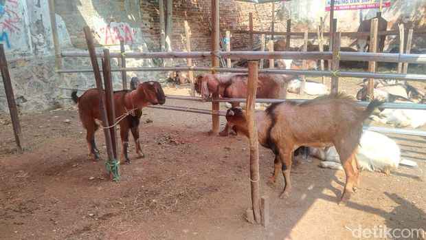 Lapak penjualan hewan kurban di Jakarta Timur (Jaktim) tak cuma menjual kambing dan sapi. Lapak hewan kurban itu juga jadi ruang 'magang' untuk belajar merawat (grooming) kambing dan sapi. (Ammar R/detikcom)