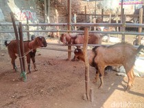 6 Keutamaan Berkurban, Ada Pahala di Setiap Helai Bulu Hewan Kurban