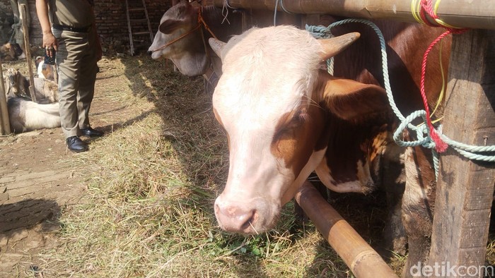 Lapak penjualan hewan kurban di Jakarta Timur (Jaktim) tak cuma menjual kambing dan sapi. Lapak hewan kurban itu juga jadi ruang magang untuk belajar merawat (grooming) kambing dan sapi. (Ammar R/detikcom)