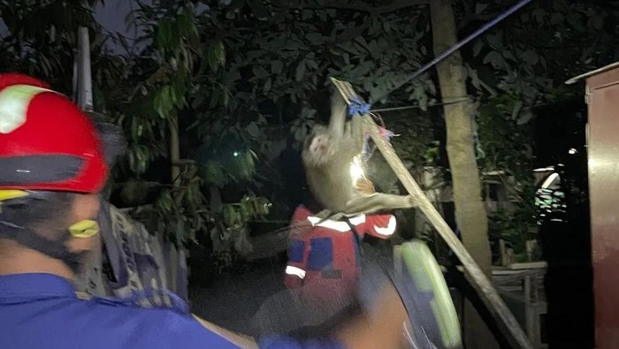 Petugas Damkar Bogor saat mengevakuasi monyet yang gigit warga (dok. Damkar Bogor)