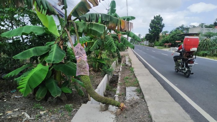 Pisang bertandan 1,5 meter di Banyuwangi yang bikin heboh warga.