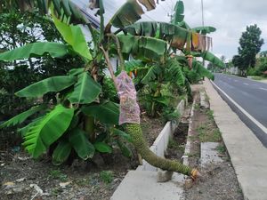 Heboh Pisang Bertandan 1,5 Meter di Banyuwangi