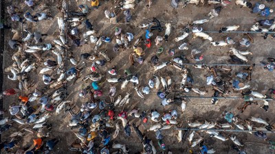 Foto Udara Pasar Hewan Pon Ambarawa Ramai Jelang Idul Adha