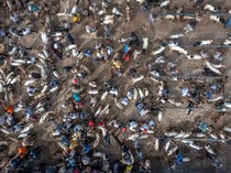 Foto Udara Pasar Hewan Pon Ambarawa Ramai Jelang Idul Adha