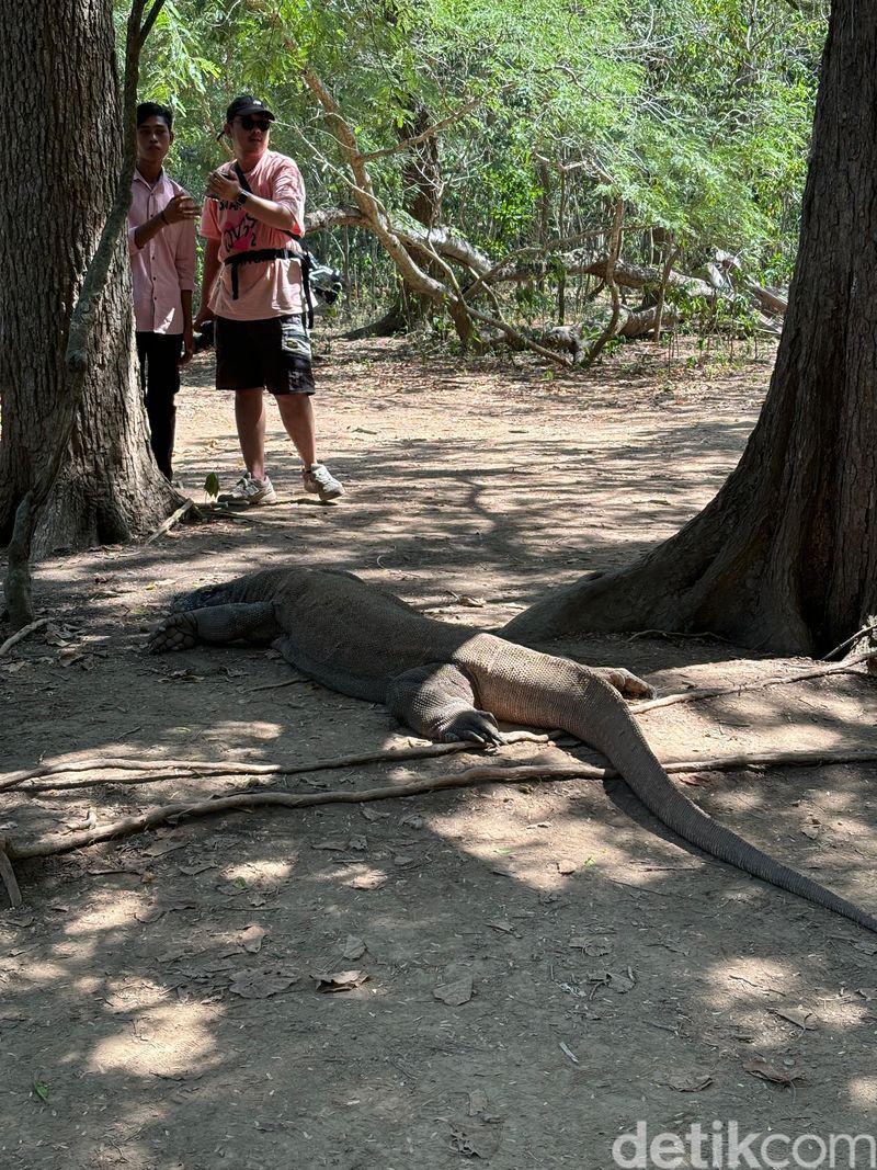 Pulau Komodo di Taman Nasional Komodo, NTT