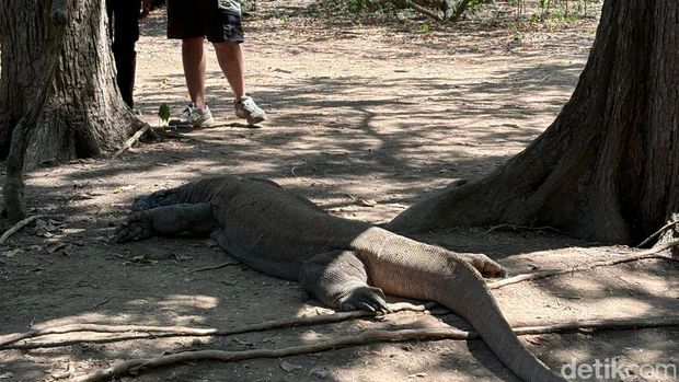 Pulau Komodo di Taman Nasional Komodo, NTT