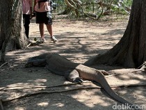 Pemulihan Kawasan, TN Komodo Berencana Ditutup Sementara