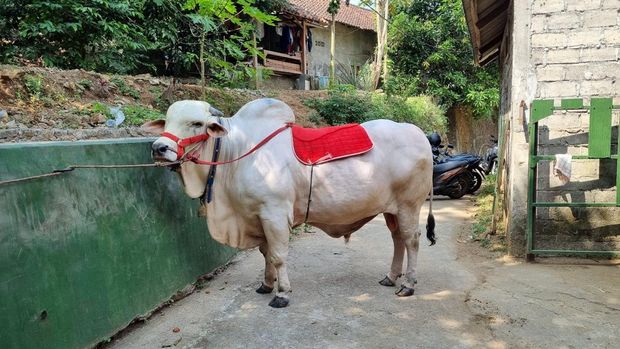 Sapi bernama Satrio Bimo yang menjadi pilihan Presiden Joko Widodo (Jokowi) untuk berkurban di DIY, Senin (10/6/2024).