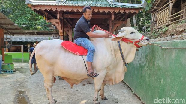 Sapi bernama Satrio Bimo yang menjadi pilihan Presiden Joko Widodo (Jokowi) untuk berkurban di DIY, Senin (10/6/2024).