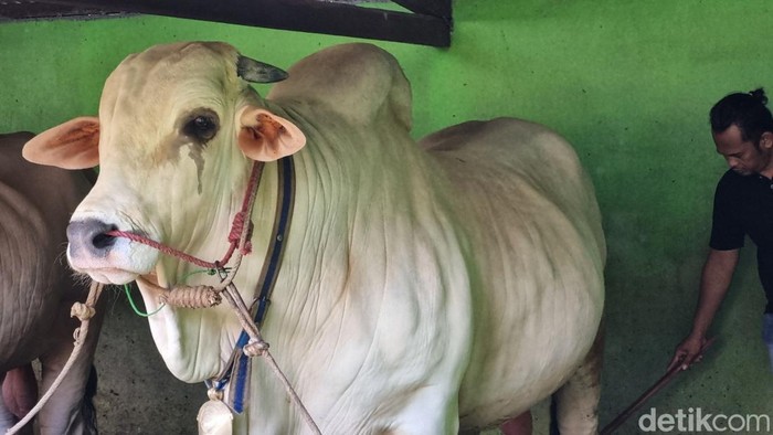 Sapi bernama Satrio Bimo yang menjadi pilihan Presiden Joko Widodo (Jokowi) untuk berkurban di DIY, Senin (10/6/2024).