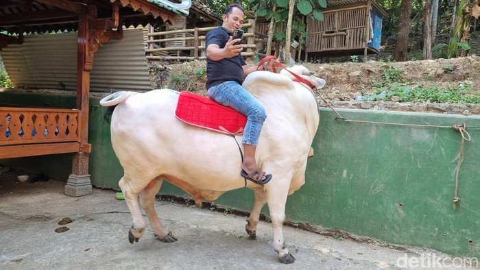 Penampakan Satrio Bimo, sapi di Bantul yang dipilih sebagai hewan kurban Presiden Jokowi, Senin (10/6/2024).