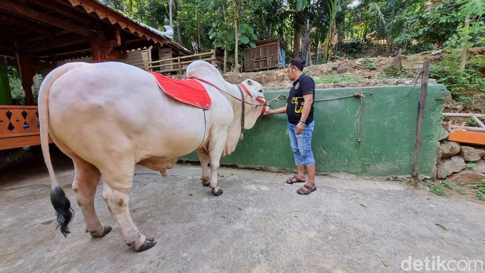 Penampakan Satrio Bimo, sapi di Bantul yang dipilih sebagai hewan kurban Presiden Jokowi, Senin (10/6/2024).