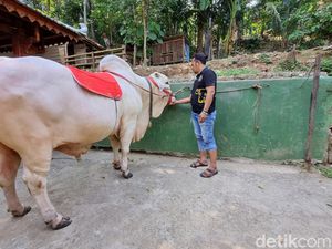 Satrio Bimo Sapi Kurban Jokowi Akan Dikirim ke Girimulyo Kulon Progo