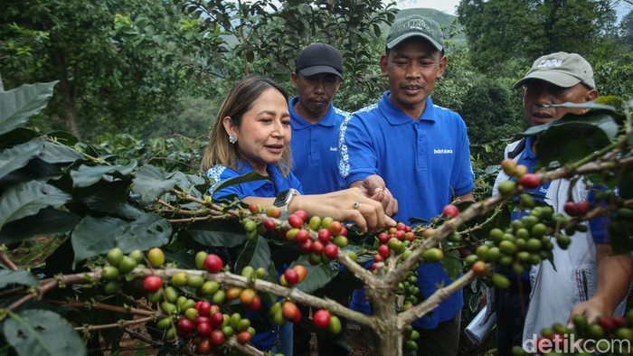 Upaya Revitalisasi Kebun Kopi Cikoneng Bogor