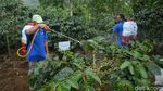Upaya Revitalisasi Kebun Kopi Cikoneng Bogor
