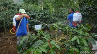 BCA menyadari selama ini produktivitas kopi arabika yang ditanam petani di Kebun Kopi Cikoneng belum optimal. Akibatnya, pendapatan petani tidak mencukupi untuk melakukan pemeliharaan kebun. Padahal, hasil pertanian dari Kebun Kopi Cikoneng berpotensi besar meningkatkan perekonomian masyarakat dan petani di sana karena dibudidayakan bersama tanaman lain seperti pinus, cabai, alpukat, jambu, dan jeruk.