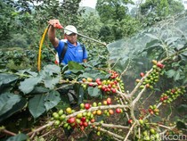 Upaya Revitalisasi Kebun Kopi Cikoneng Bogor