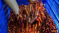 Di acara itu, Kopi Puntang menjadi kopi termahal dengan harga 55 dolar AS per kilogram. Peringkatnya juga tertinggi, dengan skor 86,25 dari Q-Grader yang telah lulus ujianm Coffee Quality Institute setelah melewati pelatihan dan ujian yang ketat.