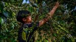 Aroma Kopi Puntang yang Mendunia