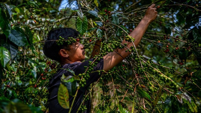 Aroma kopi Puntang yang mendunia Ayi Sutedja mengemas kopi dikediamannya di kaki Gunung Puntang, Kabupaten Bandung, Jawa Barat, Selasa (4/6/2024). ANTARA FOTO/Raisan Al Farisi