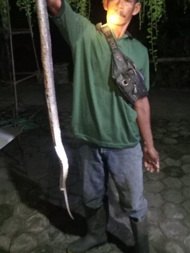 Tim RCTD saat mengevakuasi ular piton dan kobra Jawa dari rumah warga di Cawas, Klaten, Selasa (11/6/2024) dini hari.