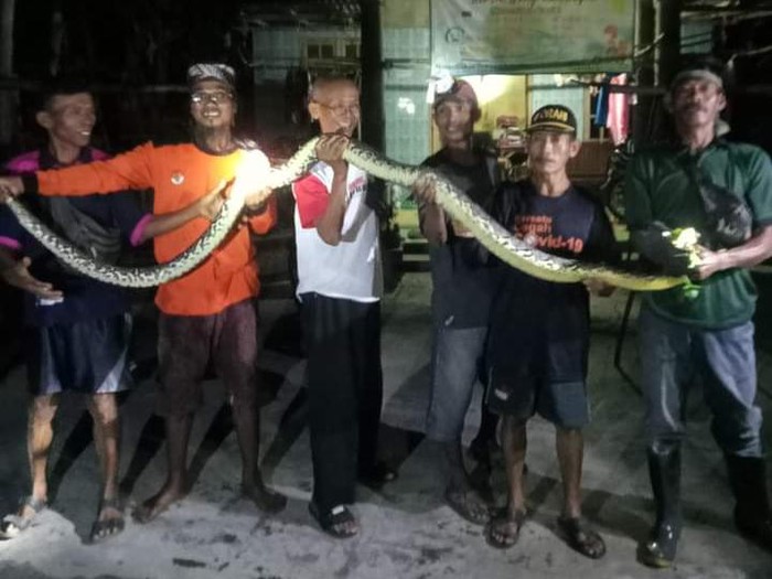 Tim RCTD saat mengevakuasi ular piton dan kobra Jawa dari rumah warga di Cawas, Klaten, Selasa (11/6/2024) dini hari.