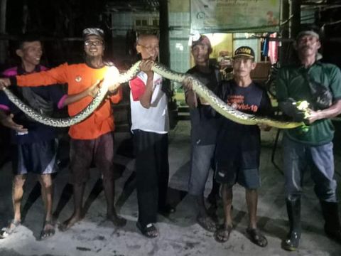 Tim RCTD saat mengevakuasi ular piton dan kobra Jawa dari rumah warga di Cawas, Klaten, Selasa (11/6/2024) dini hari.