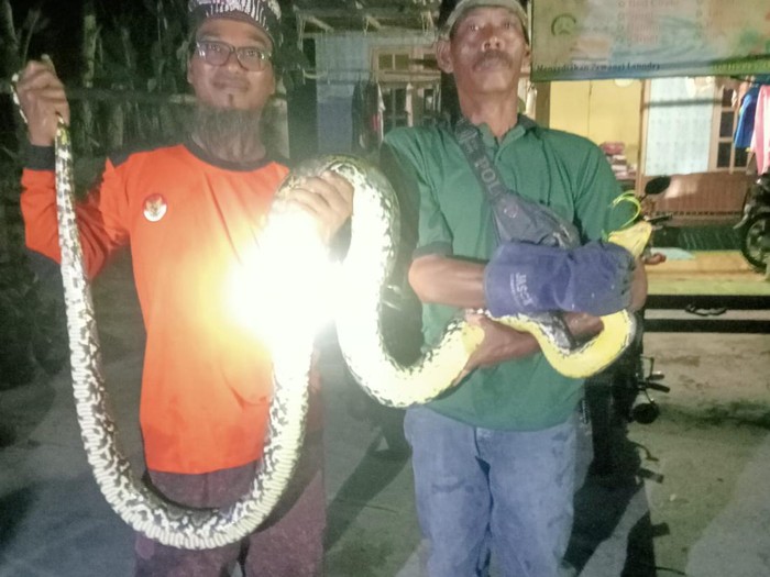 Tim RCTD saat mengevakuasi ular piton dan kobra Jawa dari rumah warga di Cawas, Klaten, Selasa (11/6/2024) dini hari.