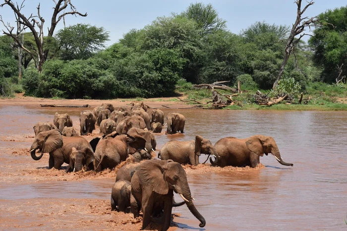Gajah hingga Jerapah di Afrika Bepergian Jauh Demi Mendapatkan Asupan Ini