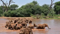 Ternyata Gajah Afrika Manggil Nama Satu Sama Lain