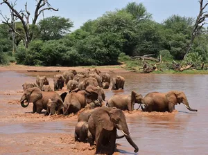 Gajah hingga Jerapah di Afrika Bepergian Jauh Demi Mendapatkan Asupan Ini