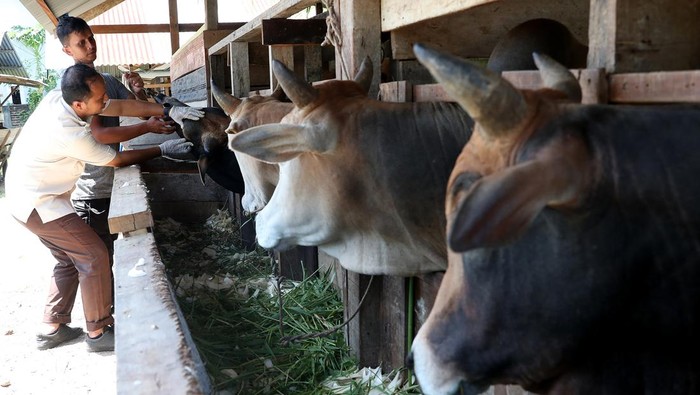 Petugas kesehatan hewan Dinas Pangan, Pertanian, Kelautan dan Perikanan (DP2KP) Kota Banda Aceh memeriksa gigi sapi kurban di Ulee Pata, Banda Aceh, Aceh, Senin (10/6/2024). DP2KP Kota Banda Aceh mengerahkan dokter hewan untuk memeriksa kondisi kesehatan sapi, kambing dan domba yang layak dikonsumsi pada kurban Idul Adha 1445 Hijriyah. ANTARA FOTO/Irwansyah Putra/rwa.
