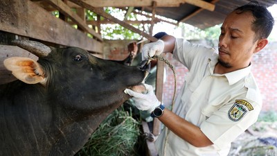 Jelang Idul Adha, Hewan Kurban di Aceh Dicek Kesehatannya