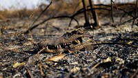 Lahan basah Pantanal, yang luasnya sekitar 10 kali lipat dari luas hutan rawa Florida, merupakan rumah bagi jaguar, tapir, caiman, anaconda, dan semut raksasa.  