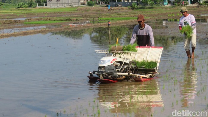 Petani di Padukuhan Gamplong IV, Sleman, sedang menabur benih padi di sawah, Selasa (11/6/2024).
