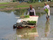 Ada 320 Hektare Lahan Tidur, Pemkab Sleman Bakal Optimalkan untuk Pertanian
