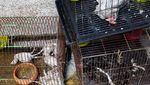 Pasar Hewan Eksotis di Bangkok Terbakar, Ribuan Reptil Terpanggang