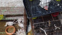 Pasar itu berisi hewan eksotis seperti reptil, unggas dan binatang peliharaan seperti kucing dan anjing.  