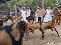 Penjualan Hewan Kurban di Tulungagung Meningkat, Sehari Bisa Jual 25 Sapi