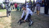 Peserta mempraktekkan cara menjatuhkan hewan kurban.  