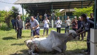 Petugas Dinas Ketahanan Pangan dan Pertanian (DKPP) Kabupaten Indramayu menunjukkan cara menjatuhkan hewan kurban saat pelatihan dan sosialisasi pemotongan hewan kurban di Puskeswan Indramayu, Jawa Barat, Selasa (11/6/2024).  