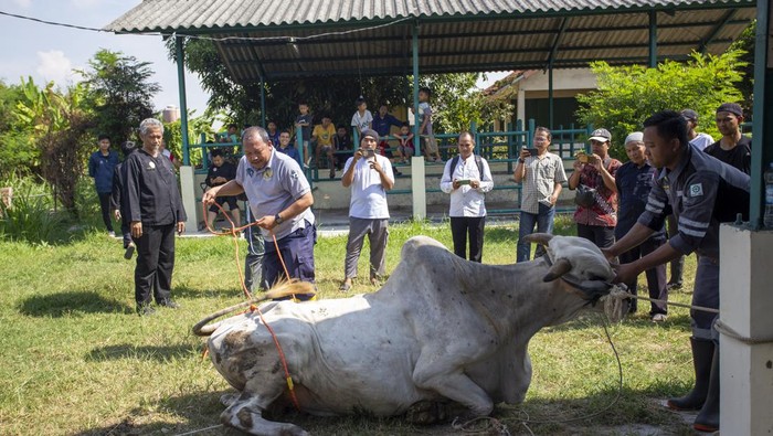 Peserta mempraktekkan cara menjatuhkan hewan kurban saat pelatihan dan sosialisasi pemotongan hewan kurban oleh Dinas Ketahanan Pangan dan Pertanian (DKPP) Indramayu di Puskeswan Indramayu, Jawa Barat, Selasa (11/6/2024). Kegiatan tersebut merupakan upaya untuk meningkatkan pemahaman dan kemampuan peserta yang terdiri dari 95 takmir masjid dalam menyembelih hewan kurban. ANTARA FOTO/Dedhez Anggara/aww.