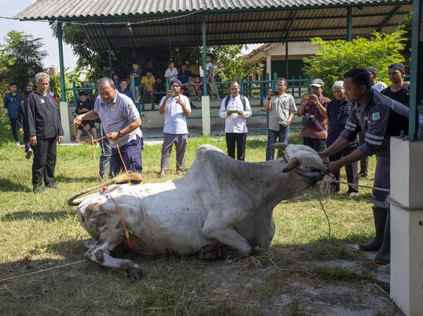 Jelang Idul Adha, Puskeswan Gelar Pelatihan Penyembelihan Hewan Kurban