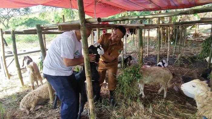 Pemeriksaan hewan kurban di Pasuruan jelang Idul Adha