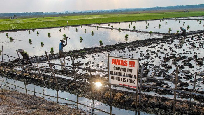 Sejumlah petani mencangkul sawah di Ngasem, Bojonegoro, Jawa Timur, Selasa (11/6/2024). Petani setempat memasang jebakan listrik untuk membasmi hama tikus sawah guna menghindari gagal panen. ANTARA FOTO/Muhammad Mada/nym.