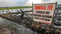 Petani setempat memasang jebakan listrik untuk membasmi hama tikus sawah guna menghindari gagal panen.
