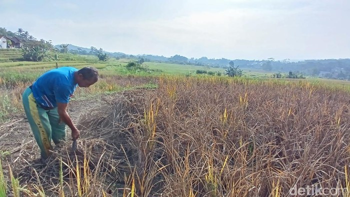 Petani di Desa Margalaksana, Kecamatan Sukaraja, Kabupaten Tasikmalaya menunjukan sisa keganasan hama wereng.
