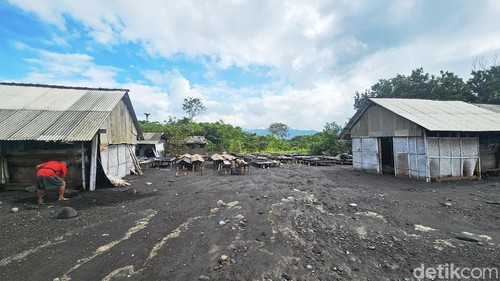 Petani garam berupaya membersihkan lahan penggaraman mereka setelah rusak diterjang ombak besar, Selasa (11/6/2024). (foto : Putu Krista/detikBali).