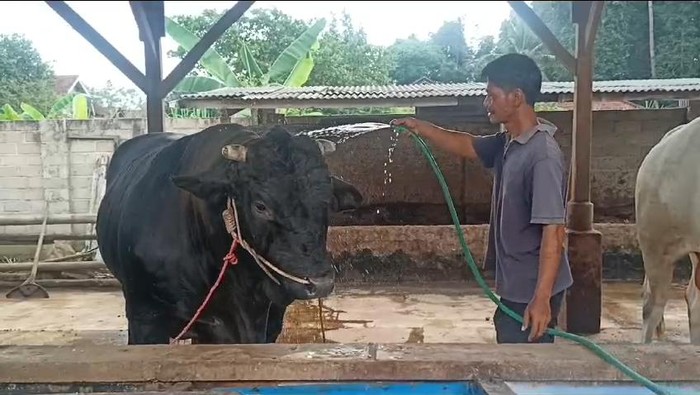 Peternak sapi Sigit Riyanto sedang memandikan sapi yang rencananya dipilih Presiden Jokowi untuk kurban.